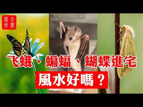 飛蛾 寓意|【飛蛾意思】飛蛾出現的驚人涵義：不祥徵兆還是轉運吉兆？ – 每。